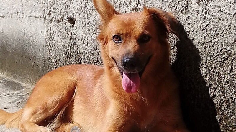 imagem da vaquinha Ajude a Lua pagar sua cirurgia 🧡🐶