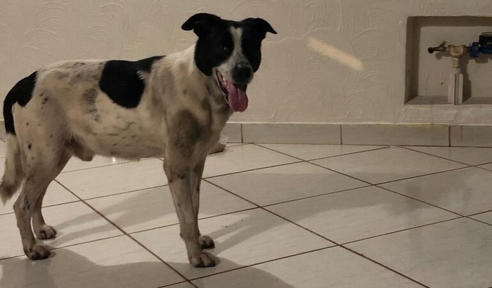 Ajude o Floquinho 