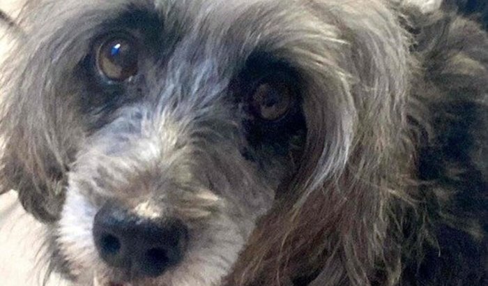 Nos ajude a curar nossa Raquelly