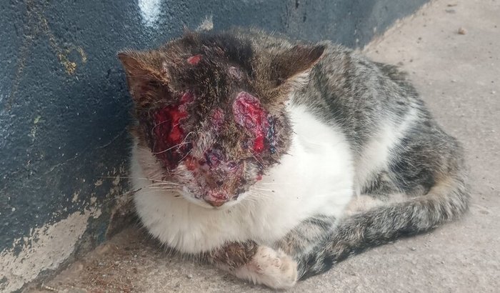 Ajude o Joel, gatinho resgatado