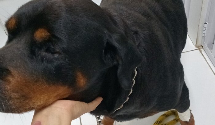 Ajude a Kiki ❤️🙏