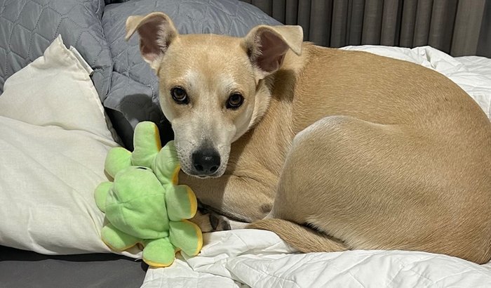 Custos Melzinha ❤️🩹