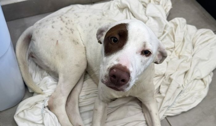 Ajude a Diana fazer tomografia!