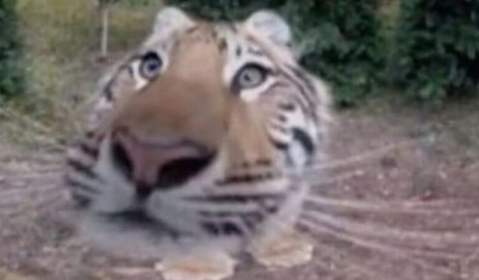 Niver Marcos_adm_Todynho