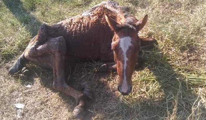Sede pro Santuário que resgata cavalos torturados