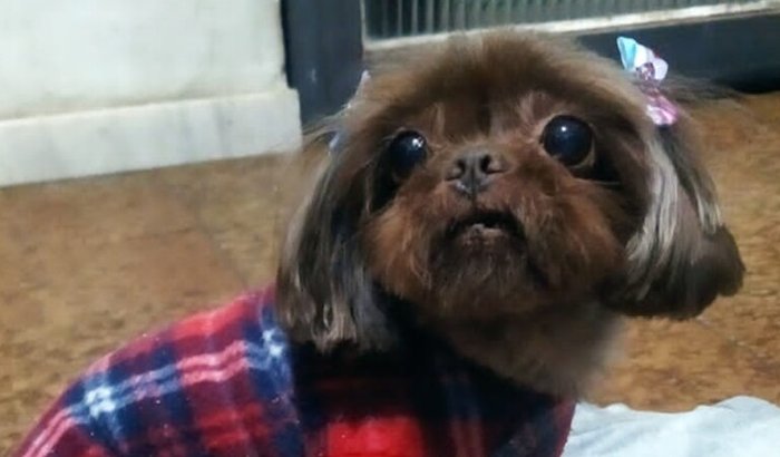 Tratamento de Leucemia da Bombom