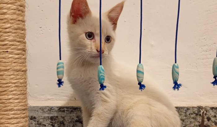 Quitação Clínica e Exames