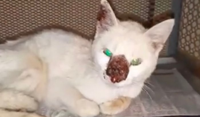 Doação para Gatinha Chiquinha