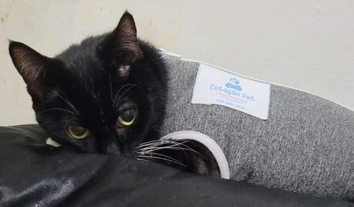 Ajude a Mimi no tratamento do câncer