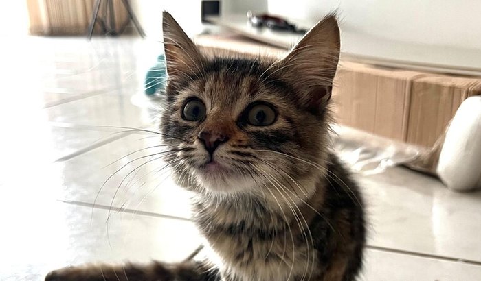 Gatinha Lia (cirurgia e cuidados)