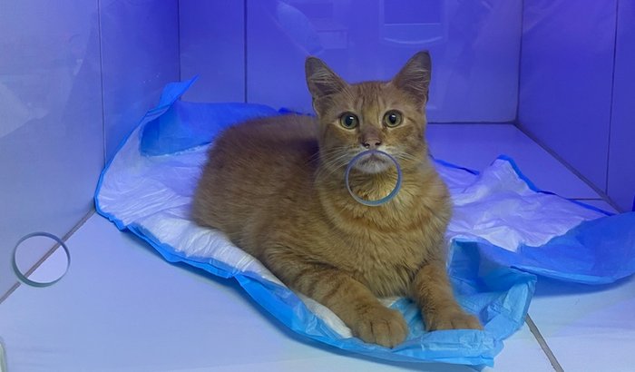 Cirurgia ortopédica de Simba 