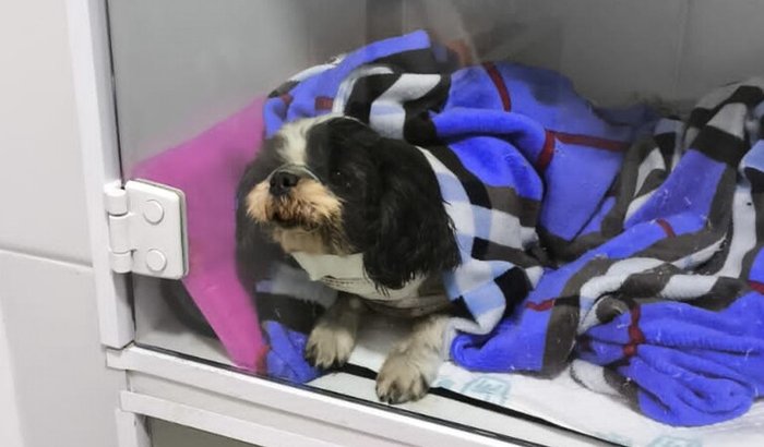 Ajude a Maggie para o Tratamento