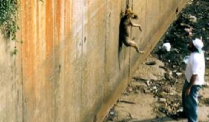 Ajude os animais resgatados por Franklin Oliveira