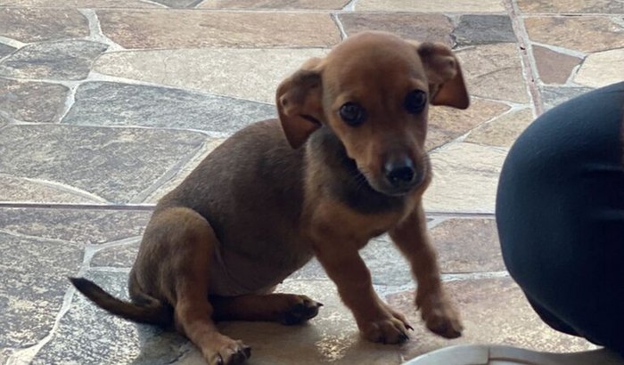 Ajuda para a ellie