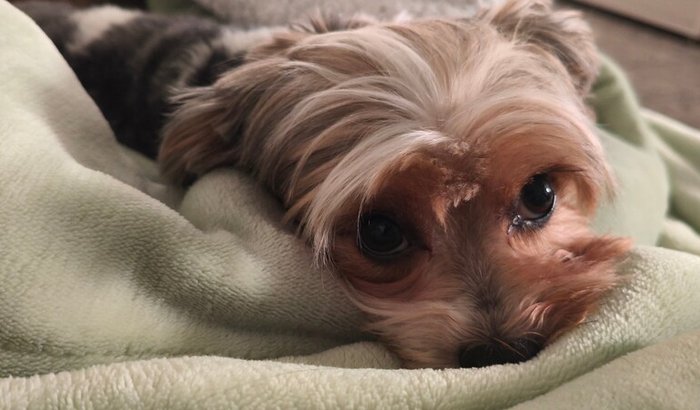 Ressonância da Maggie