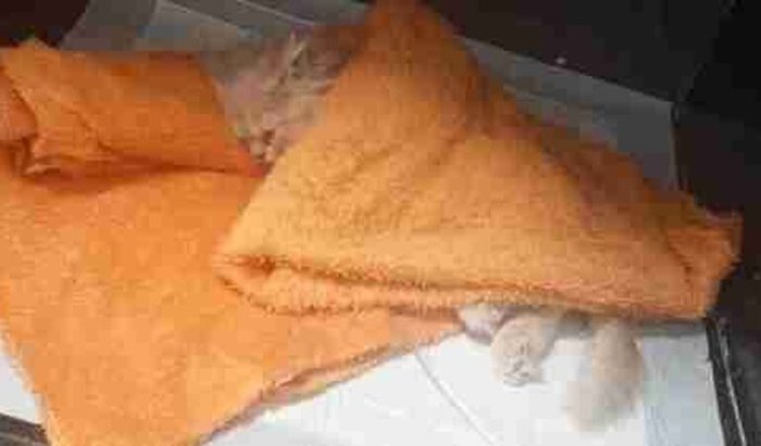 Ajude a salvar o gatinho simon.