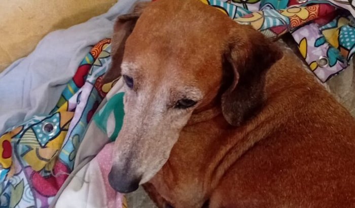 SOS Neymar - Pet Símbolo do Observatorio Cultural Durval Telles