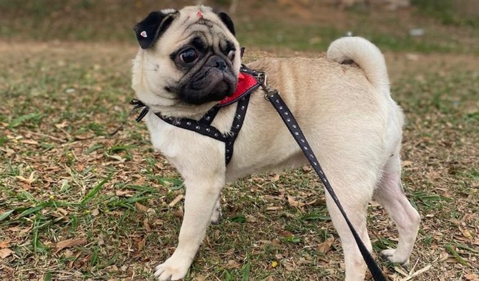 Ajuda para realizar a cirurgia da Lili 🐶💖