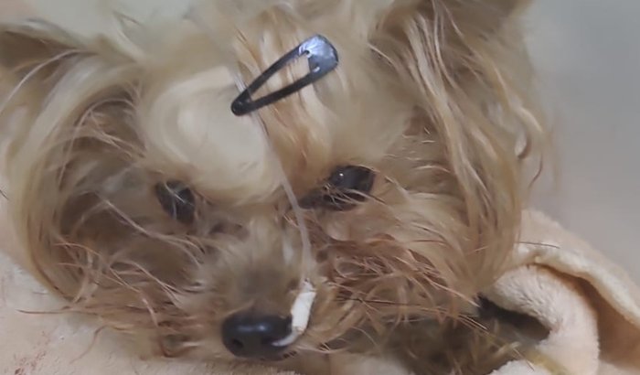 Uma vaquinha por quem me ensinou o que é amor incondicional , Lunna.