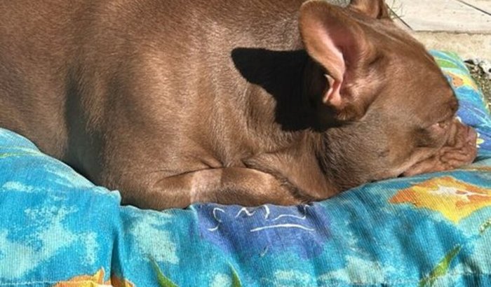 Nos ajude por favor na cirurgia da patinha da kyara 🙏🐶🙏 ! 