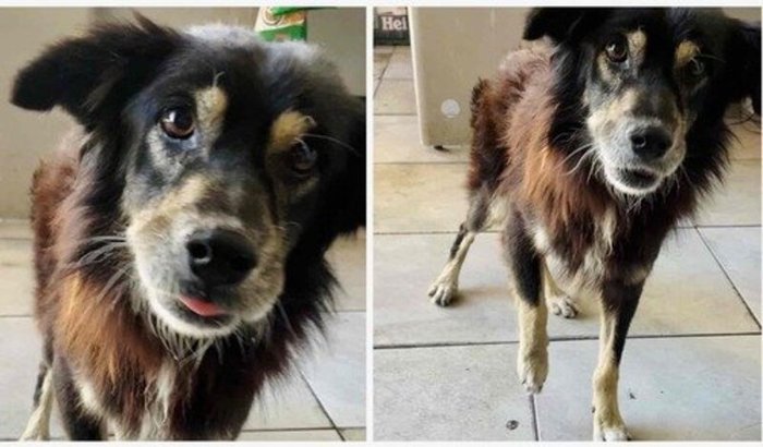 Cirurgias do Lobinho