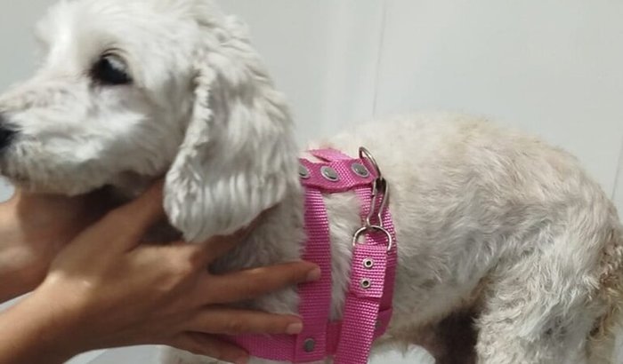 Mel a cadela precisa da ajuda por tá c um tumor no peito