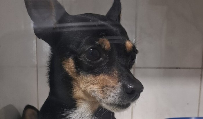 OPERAÇÃO PARA TODDY