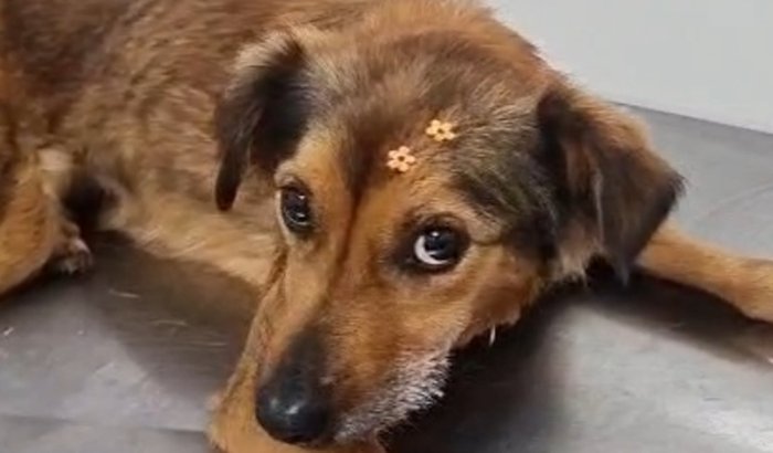 Madalena precisa de nós 