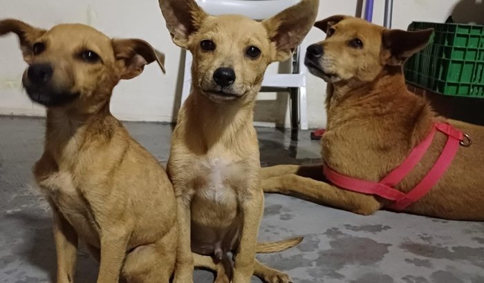 Pela família caramelo