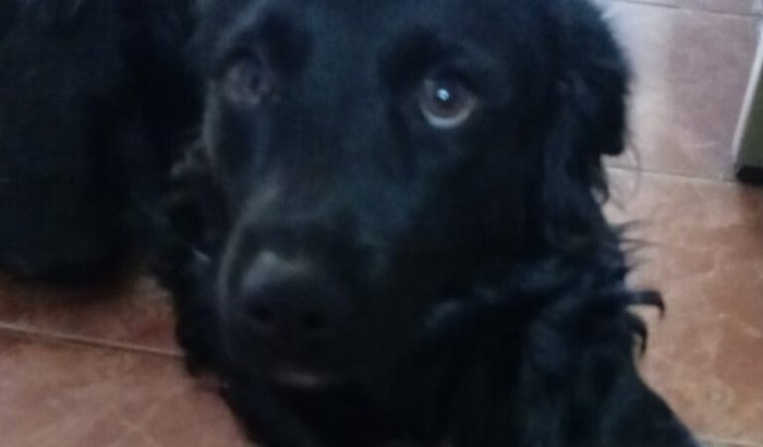 Vaquinha para levar o Theo com a família pro Pará 🐶❤️