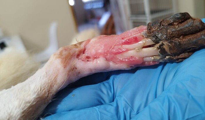 Ajude esse anjinho a sobreviver – vítima de crueldade
