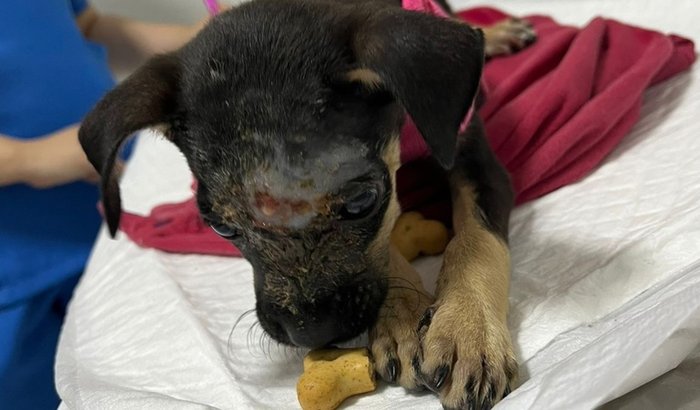 Ajuda para a Pandora