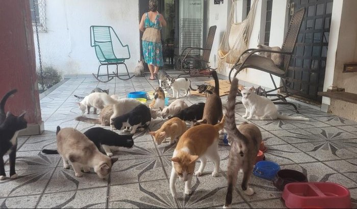 Ajude Meus 52 Gatinhos