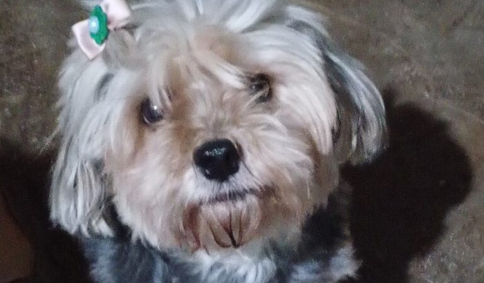 Pitucha
