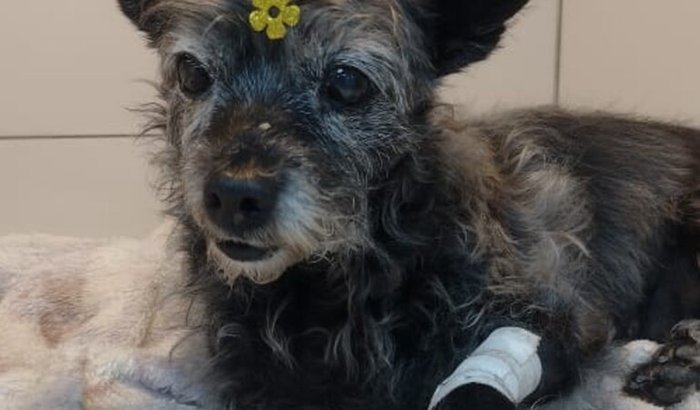 Ajude nossa Lisi🐾🐕