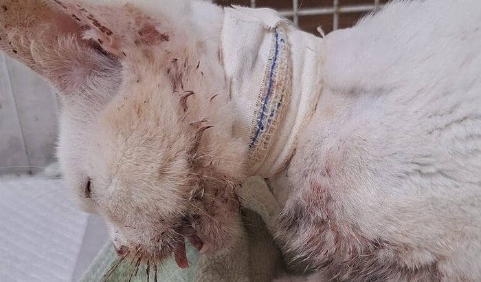 AJUDE O GATINHO NINO A FAZER SUA CIRURGIA PARA RECONSTRUÇÃO DA MANDÍBULA E DO MAXILAR QUEBRADOS