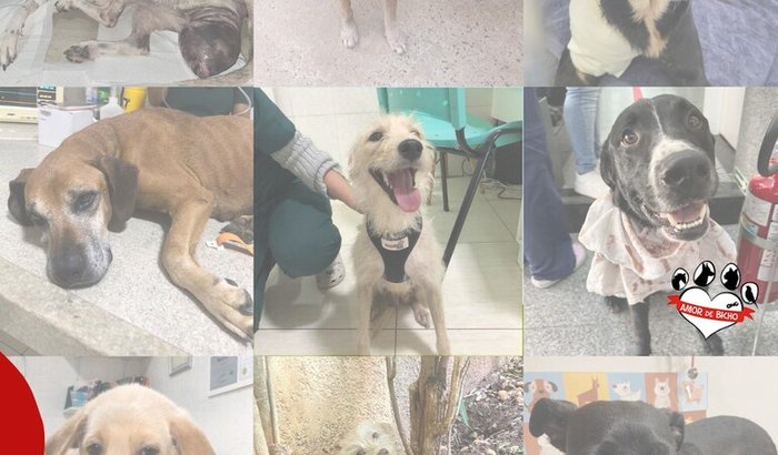 Ajude a ONG AMOR DE BICHO a continuar