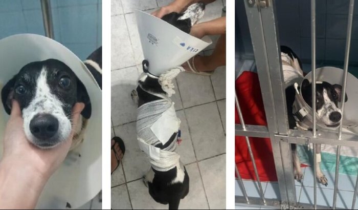 Ajude a Kika: Uma história de Amor,Perda e Esperança