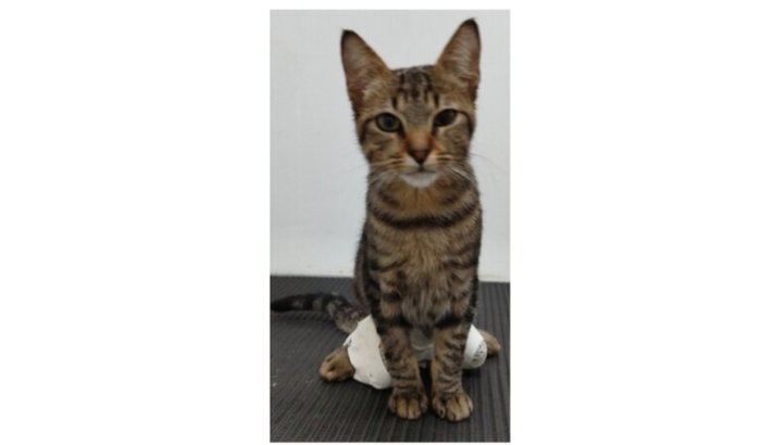 Ajude o Ravi a andar e ter um vida melhor❤️