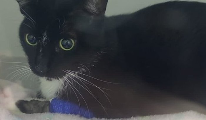 O Mio está lutando pela vida, me ajude a salvar ele 😔🙏