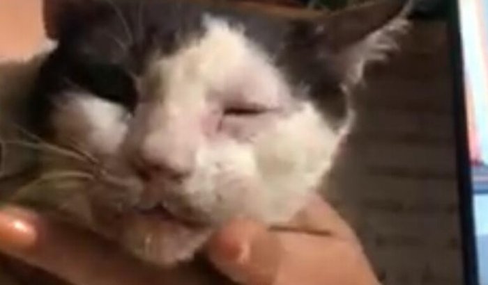 Salve a vida de Romeu!