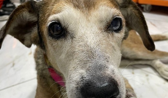 Vamos ajudar a Luz 🫶♥️🐶