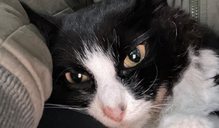 Salvar a Kyra do câncer