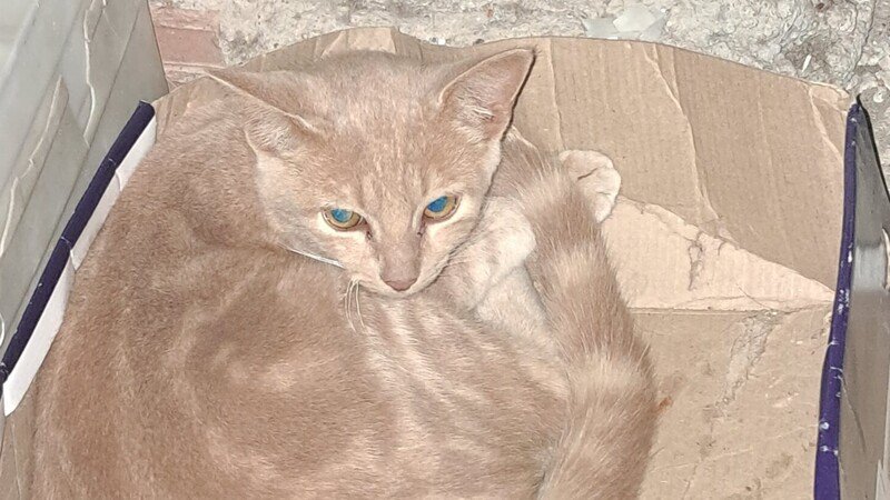 imagem da vaquinha Ajuda para poder comprar ração para gatos que estou cuidando 