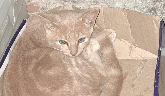 Ajuda para poder comprar ração para gatos que estou cuidando 