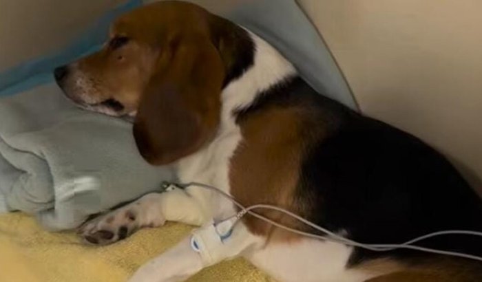 ZAYON ESTÁ ENTRE A VIDA E A MORTE, ELE PRECISA DE VOCÊ. 😭💔