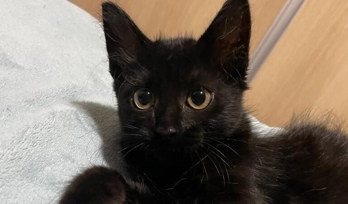 Ajude o tratamento do Bento contra a PIF!