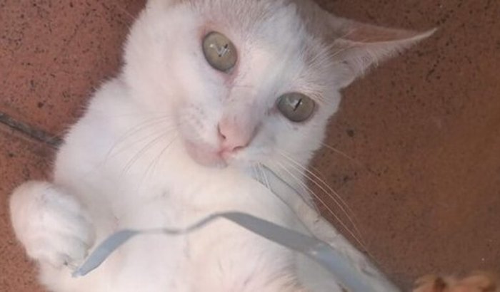 Ajude a Chiquinha ❤️