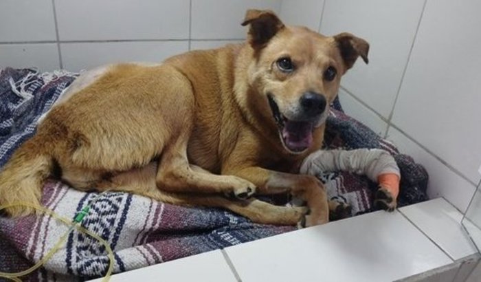 BELINHA precisa de ajuda para operar uma fratura de coluna 