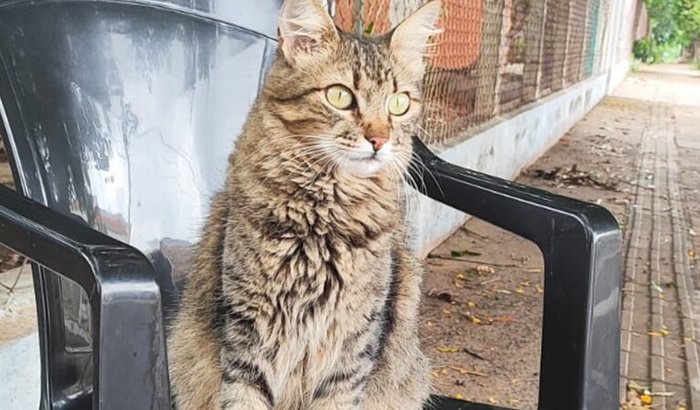 Ajude a salvar a Xena